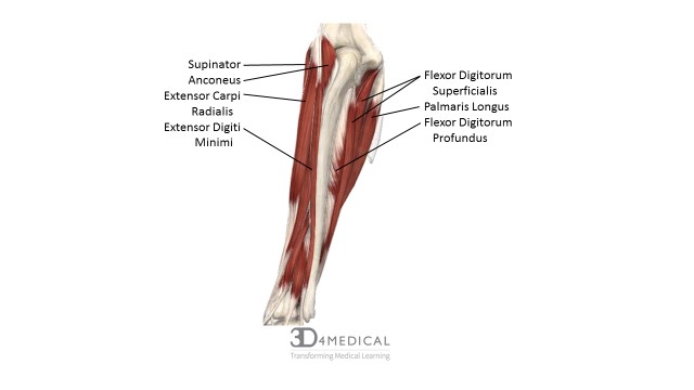 superficial-and-deep-anatomy