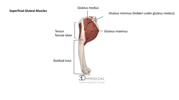 gluteus medius muscle