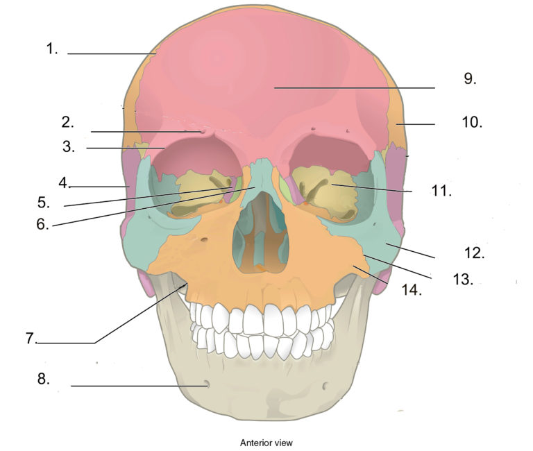 Chapter Conclusion – Advanced Anatomy 2nd. Ed.