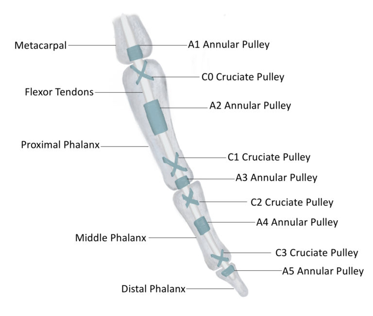 The Hand Advanced Anatomy 2nd. Ed.