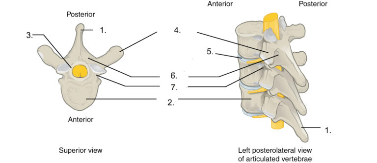 Chapter Conclusion – Advanced Anatomy 2nd. Ed.