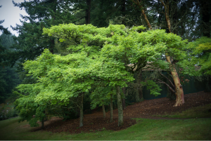 Kihada tree or Phellodenderon amurense