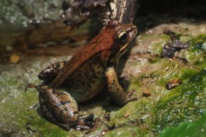Hokkaido red frog, Rana pirica