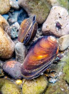 Two mussels on rocks in the water