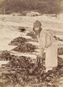 Ainu woman on beach harvesting kelp