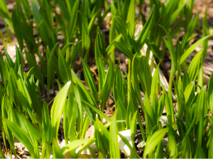 Pukusa or Allium victorialis subsp