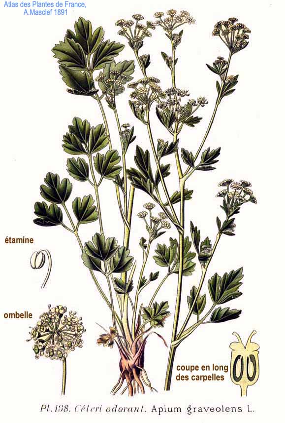 Apium graveolens L. Wild Celery, aka Smallage, 1861 by Amédée Masclef.