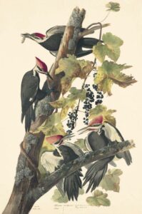 Female, upper right; male, upper left; immature males, below. Woodpeckers and wild grape plant.