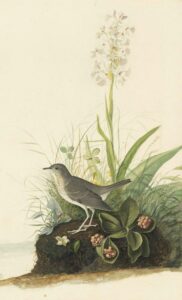 Veery bird with ragged fringed orchid and bunchberry plants.