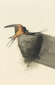 Watercolor, pastel, graphite, black ink, and gouache with scratching out, scraping, and selective glazing on paper, laid on card. Barn swallows in nest. Male, left; female, right.