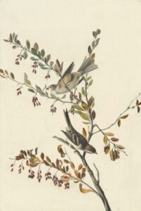 American Tree Sparrow and American barberry, watercolour and graphite.