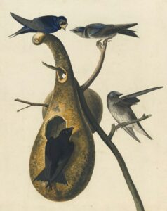 Purple Martin and Gourd. Watercolor, graphite, pastel, black ink, and black chalk with selective glazing on paper, laid on card.