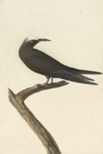 Painting of brown noddy bird.