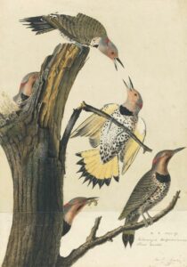 Two female birds painted in Louisiana in 1821; profiles and heads of the males added to the bottom and left ca. 1827; piece of paper 5" high, pasted onto the bottom of the composition. Watercolor, graphite, pastel, black chalk, black ink, and gouache with selective glazing on two sheets of paper, laid on card. Northern flickers.