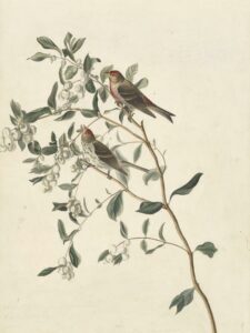 Common Redpoll and Snowberry. Male, above; female, below.