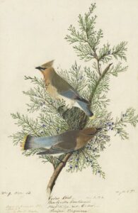 Watercolor, pastel, graphite, black ink, and gouache with touches of glazing on paper, laid on card. Cedar waxwing birds.