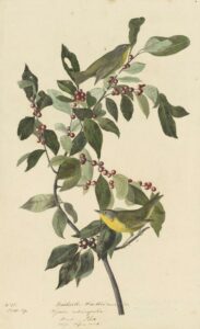 Nashville Warbler and Black Alder. Watercolor, graphite, gouache, black ink, and black chalk with selective glazing on paper, laid on card