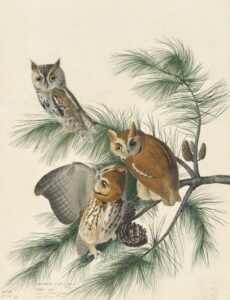 Watercolor, graphite, pastel, collage, black chalk, black ink, and gouache with selective glazing on paper, laid on card. Adult screech owls; variations of plumage color are common in this species.