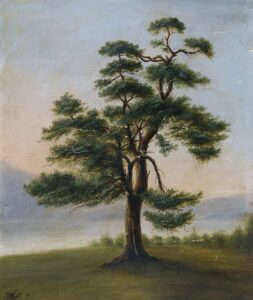 "Cedar Tree," 1851, painting by F. Bindon Burton.