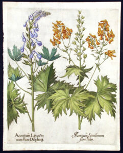 Coloured illustration of Wolfsbane and Wild delphinium.