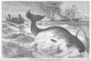 Black and white drawing, whale hunting from whale-boat.