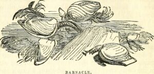 Illustration of barnacles from "The common objects of the sea shore : including hints for an aquarium," 1860