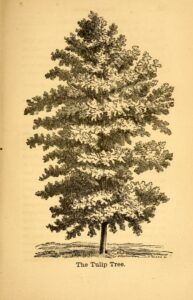 Illustration of Tulip-tree.