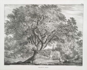 1827 Drawing of a walnut tree; lithograph.