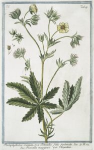 Pentaphylloides erectum, sive Potentilla foliis septenatis = Potentilla maggiore = L'Argentine. [Cinquefoil]