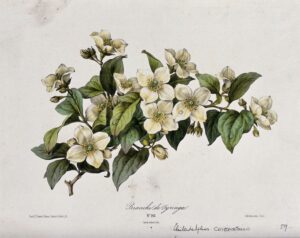 A mock orange plant (Philadelphus coronarius): flowering branch. Coloured lithograph by B. Chirat, c. 1850, after himself. Wellcome Collection.