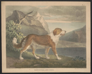 Print shows a Newfoundland dog, right profile, in a natural landscape at the edge of a large body of water.