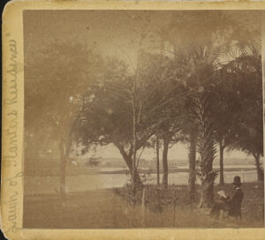 Photograph shows a man reading under a palm tree near a body of water, between 1860 and1870.