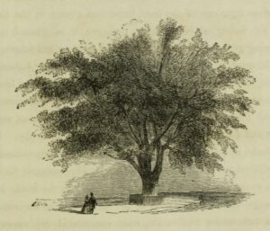 "Washington Elm," 1856, from "Sights in Boston and Suburbs, or, Guide to the Stranger."