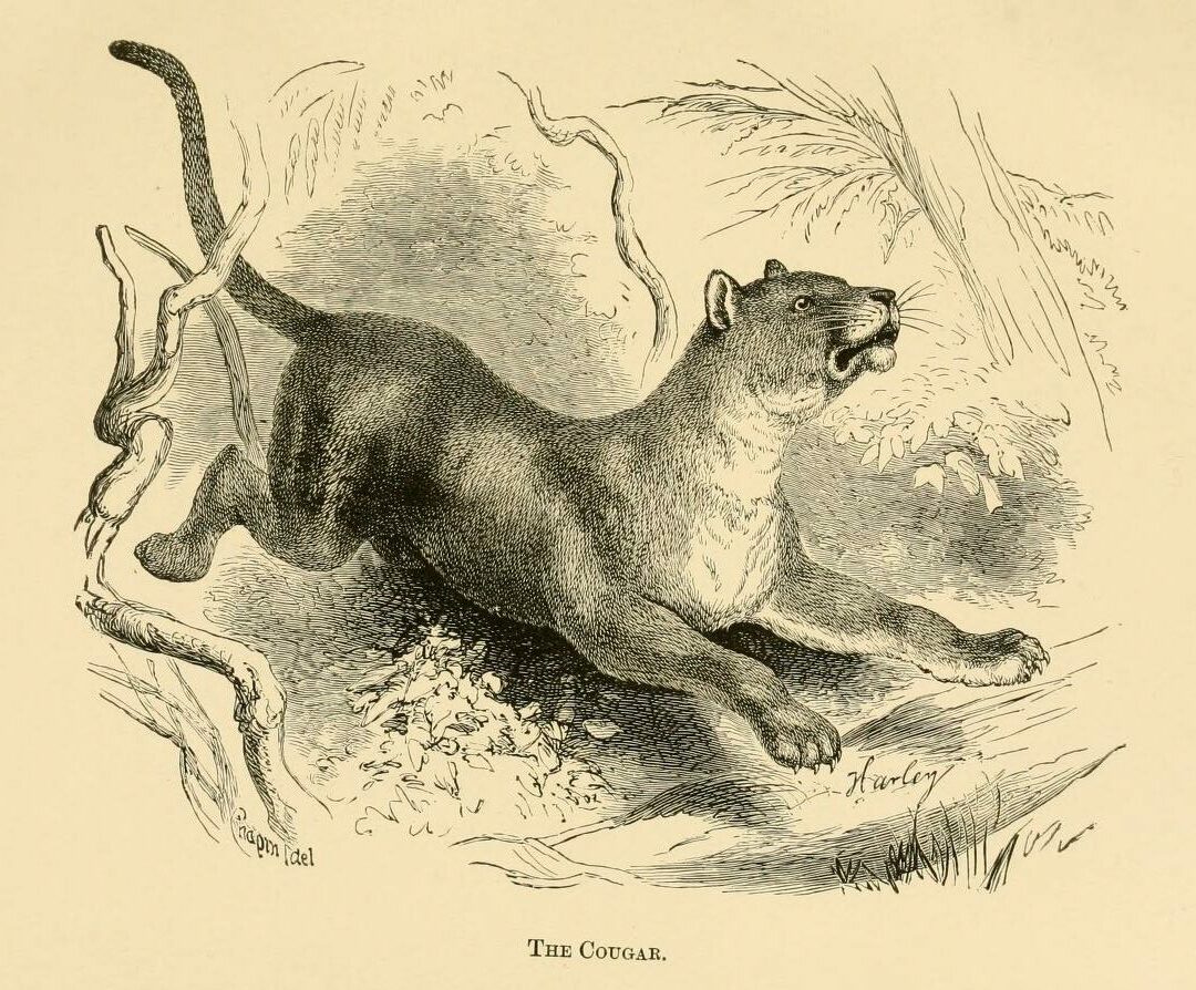 Illustration of cougar from "The Trapper's Guide," 1887