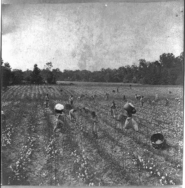 Stereograph shows African Americans, possibly slaves, working in a cotton field.