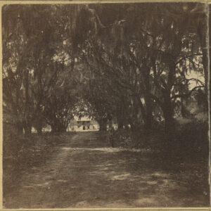 Photo shows a man standing on the right of a road through live oak trees looking toward Robert Barnwell Rhett's plantation at Port Royal, South Carolina.