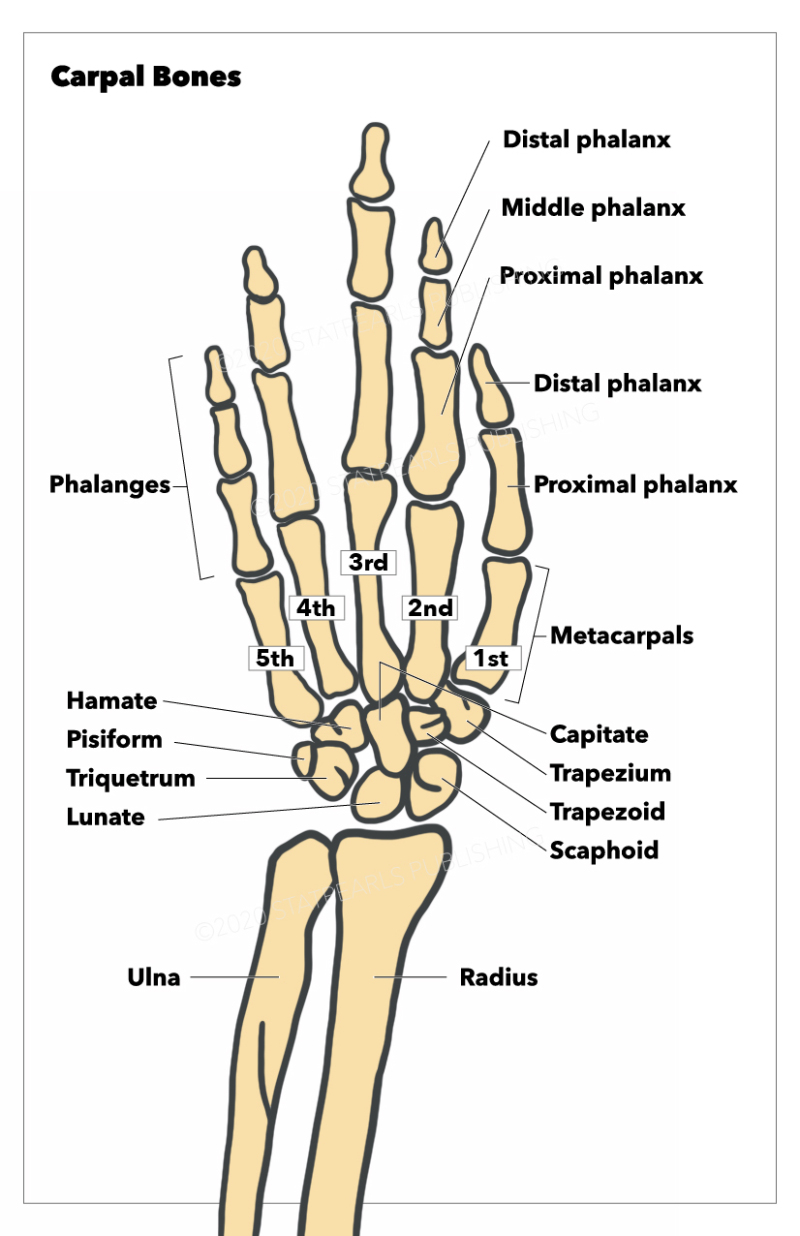 Carpal Bones. The bones shown in this figure include the ulna, radius and carpal bones (lunate, triquetrum, pisiform, hamate, capitate, scaphoid, trapezoid, trapezium), the bones of the hand (metacarpals), and phalanges (proximal phalanx, distal phalanx, proximal phalanx, middle phalanx, and distal phalanx). Illustration by E Gregory