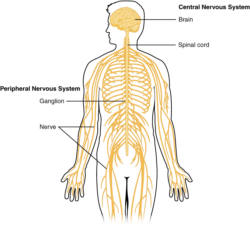 This diagram shows a silhouette of a human highlighting the nervous system. The central nervous system is composed of the brain and spinal cord. The brain is a large mass of ridged and striated tissue within the head. The spinal cord extends down from the brain and travels through the torso, ending in the pelvis. Pairs of enlarged nervous tissue, labeled ganglia, flank the spinal cord as it travels through the rib area. The ganglia are part of the peripheral nervous system, along with the many thread-like nerves that radiate from the spinal cord and ganglia through the arms, abdomen and legs.