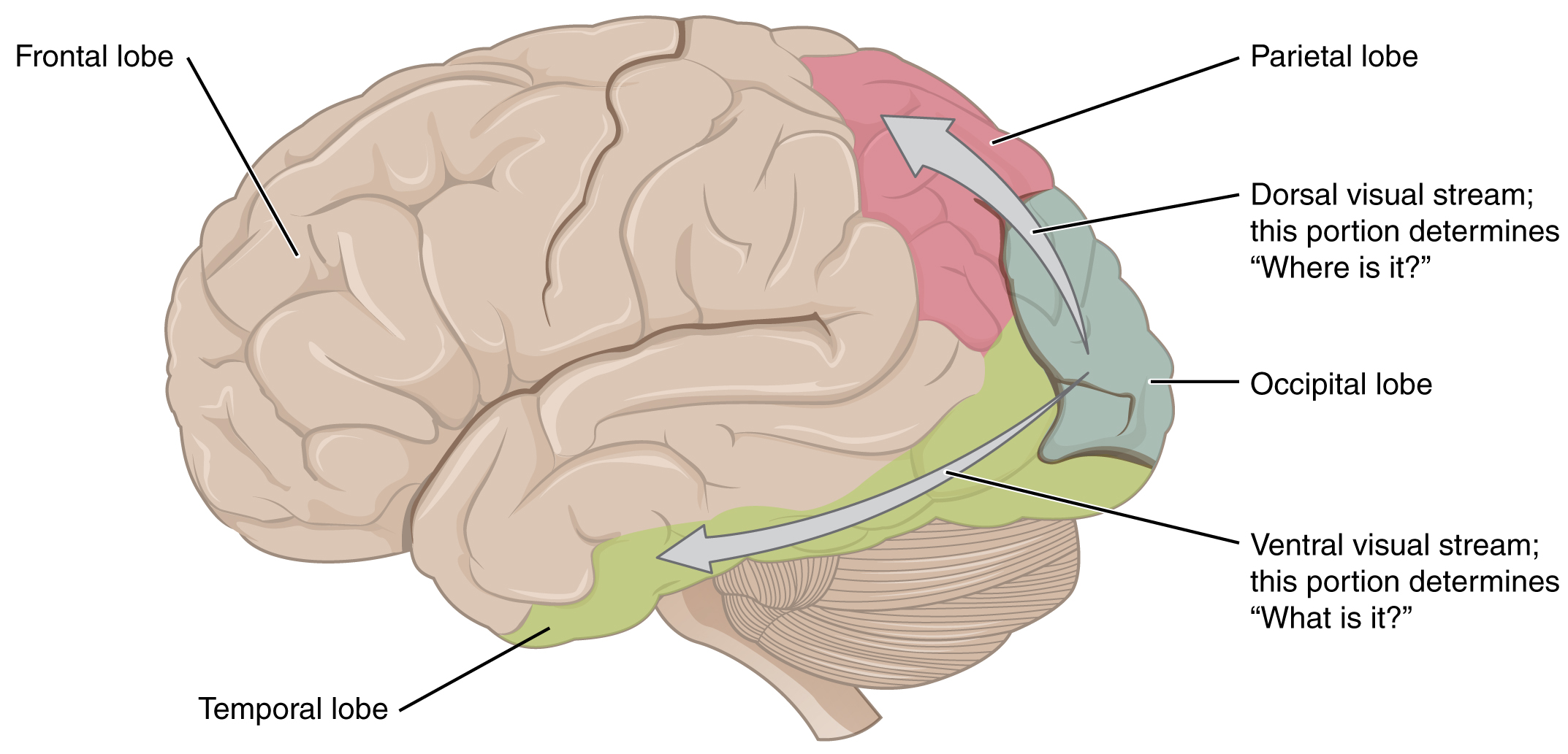 Brain 8 1. Дорсальный и вентральный зрительные пути. Вентральный зрительный путь. Дорсальный и вентральный потоки. Вентральный поток.