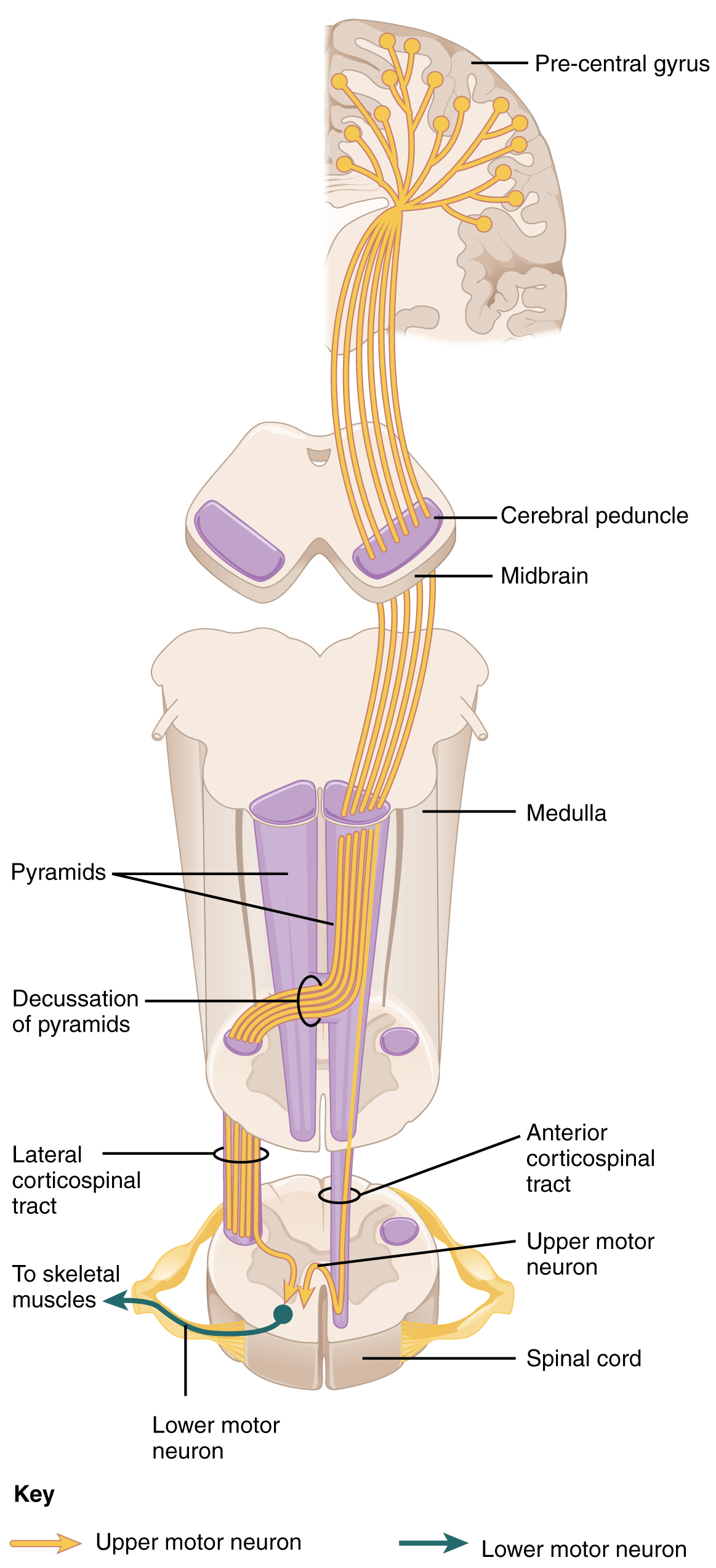 This diagram shows how the motor neurons thread their way through the spinal cord and into the brain. It also shows the the different connections they make along the way.