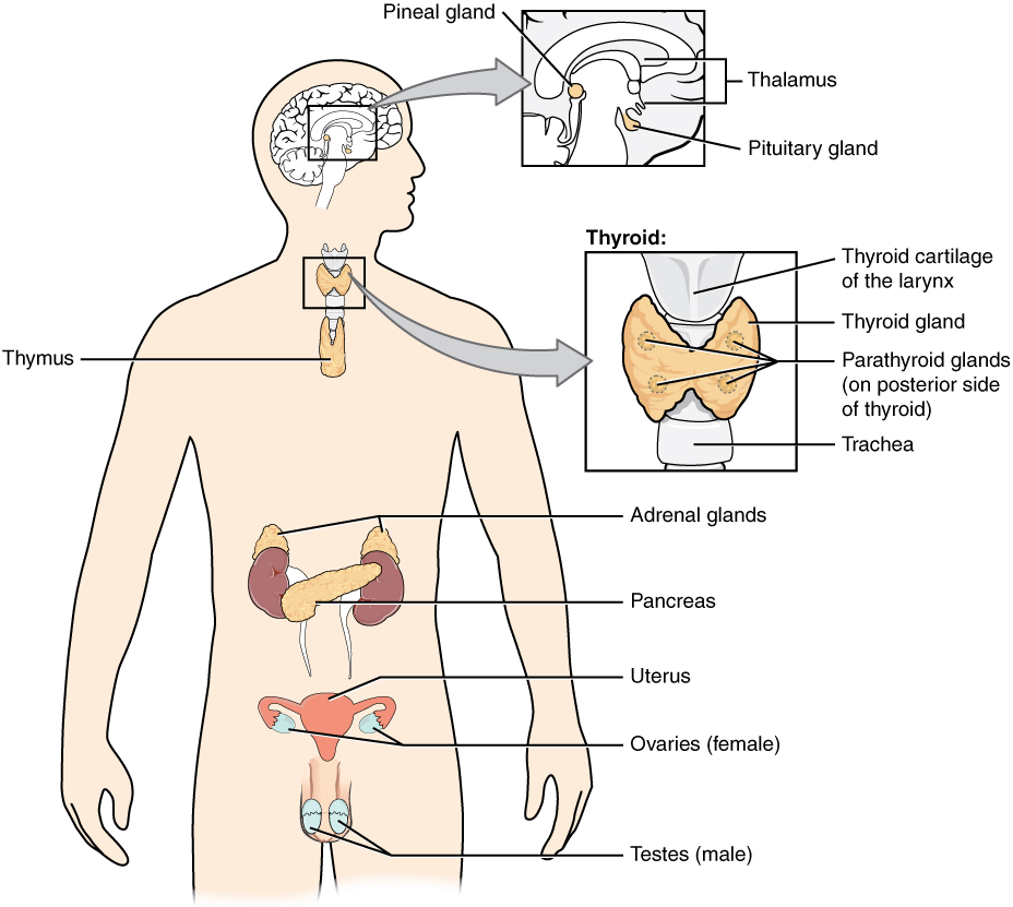 This diagram shows the endocrine glands and cells that are located throughout the body. The endocrine system organs include the pineal gland and pituitary gland in the brain. The pituitary is located on the anterior side of the thalamus while the pineal gland is located on the posterior side of the thalamus. The thyroid gland is a butterfly-shaped gland that wraps around the trachea within the neck. Four small, disc-shaped parathyroid glands are embedded into the posterior side of the thyroid. The adrenal glands are located on top of the kidneys. The pancreas is located at the center of the abdomen. In females, the two ovaries are connected to the uterus by two long, curved, tubes in the pelvic region. In males, the two testes are located in the scrotum below the penis.