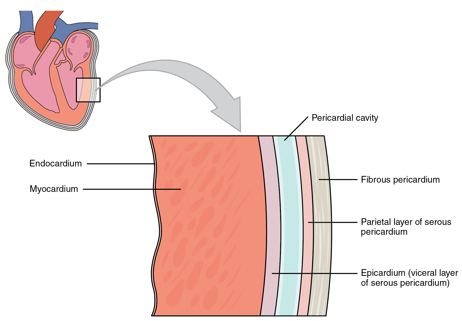 This image shows a magnified view of the structure of the heart wall.