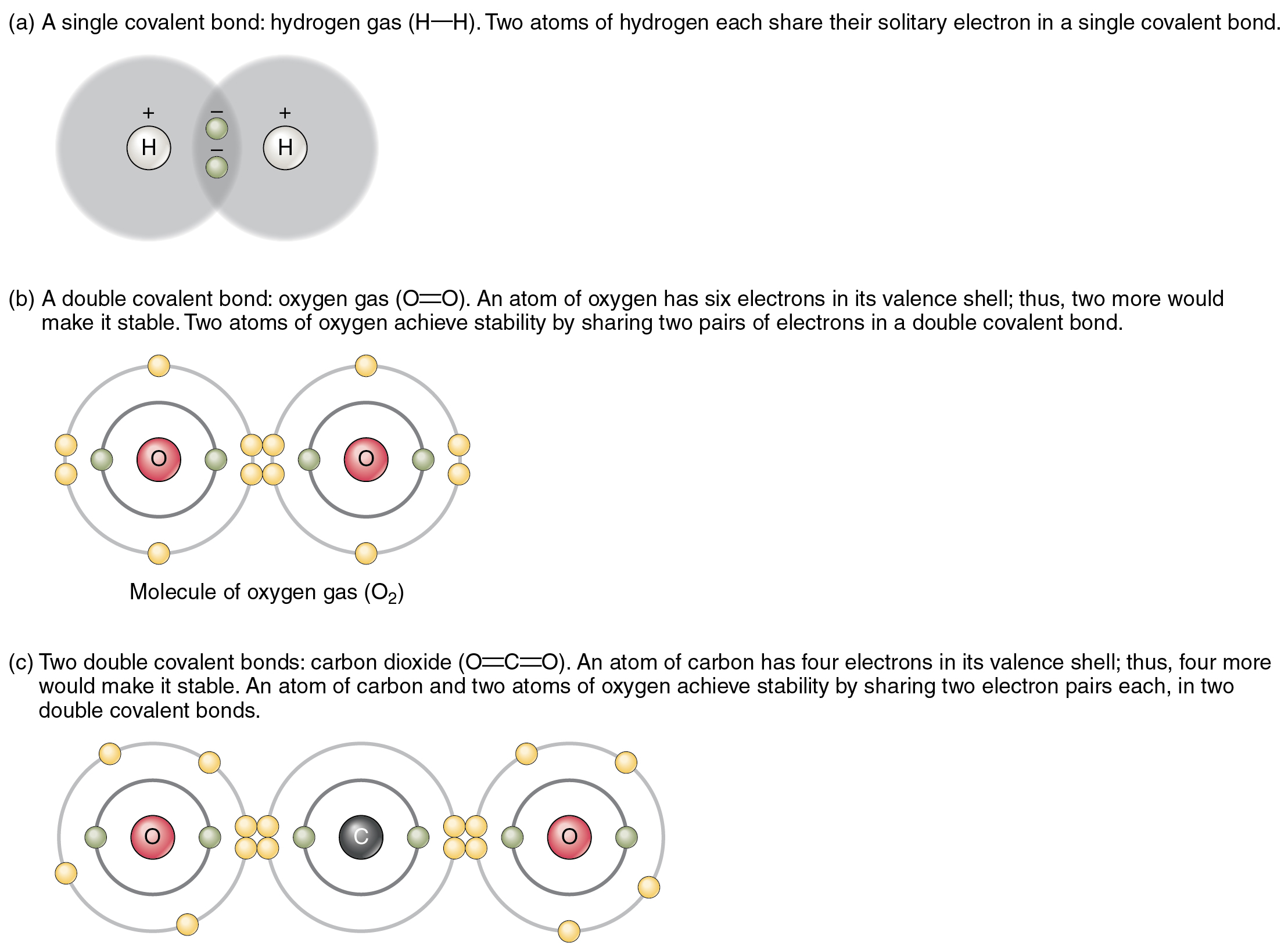 The top panel in this figure shows two hydrogen atoms sharing two electrons. The middle panel shows two oxygen atoms sharing four electrons, and the bottom panel shows two oxygen atoms and one carbon atom sharing 2 pairs of electrons each.