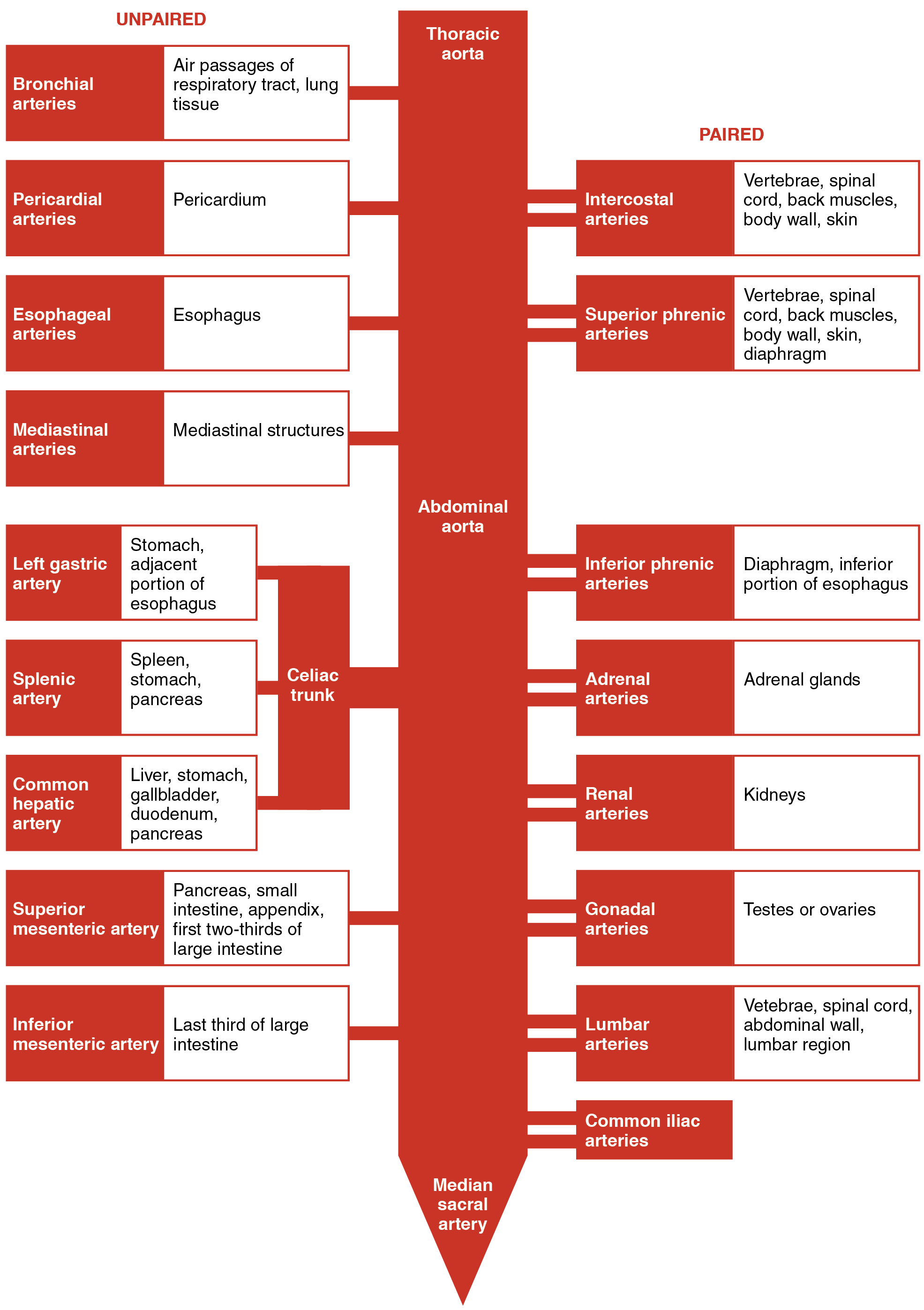 This table shows the different arteries in the thoracic and abdominal cavity. The list on the left shows unpaired arteries, and the list on the right shows paired cavities.