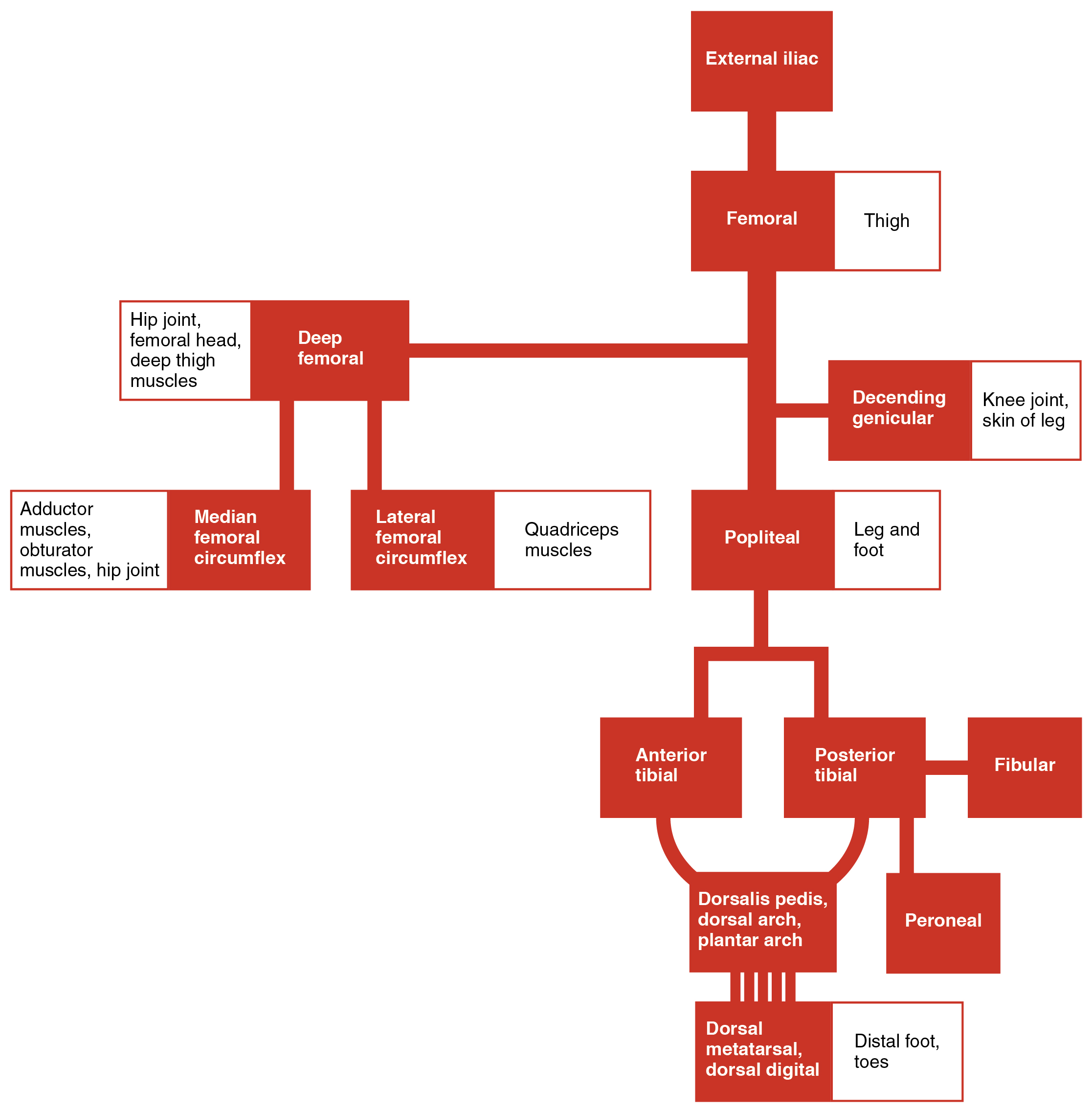 This chart shows the major arteries present in the lower limbs.