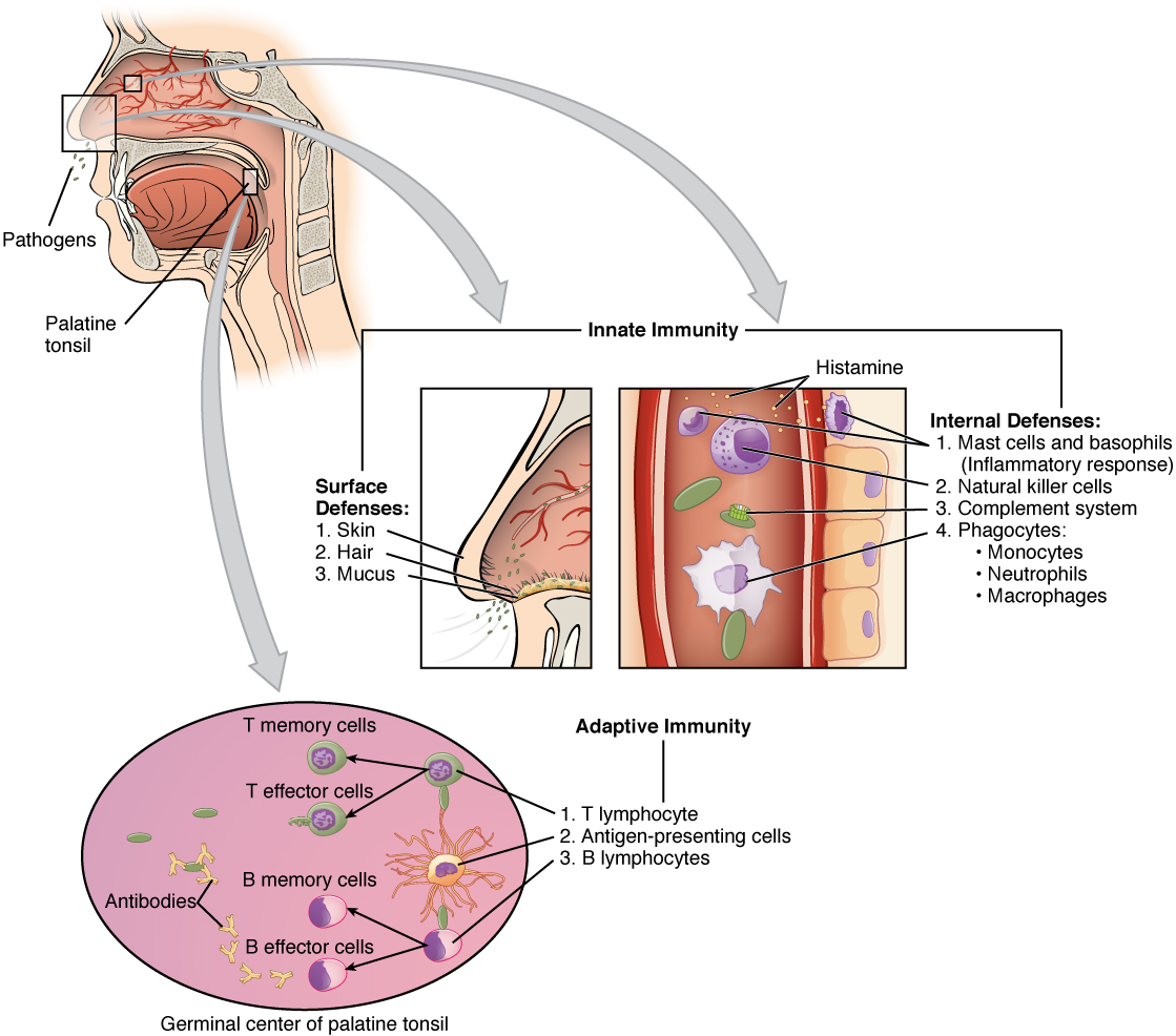 This figure shows a lateral view of a human face in the top left. A magnified callout shows the germinal center of the palatine tonsil. Another magnified view shows how the innate immune system works.