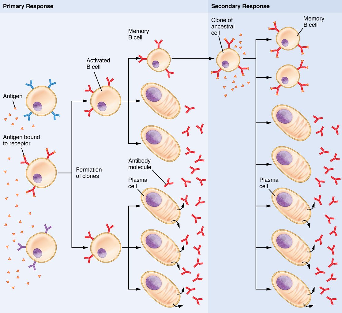 This flow chart shows how the clonal selection of B cells takes place. The left panel shows the primary response and the right panel shows the secondary response.