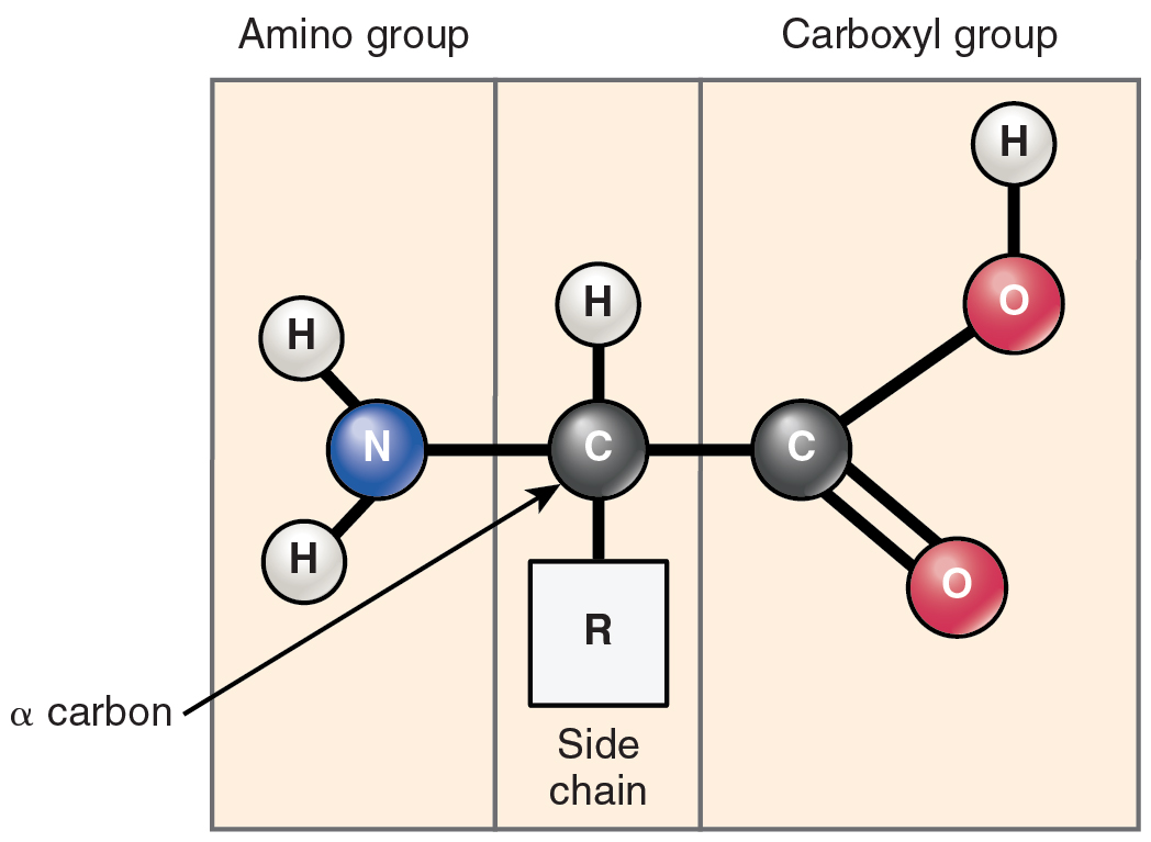 This figure shows the structure of an amino acid.