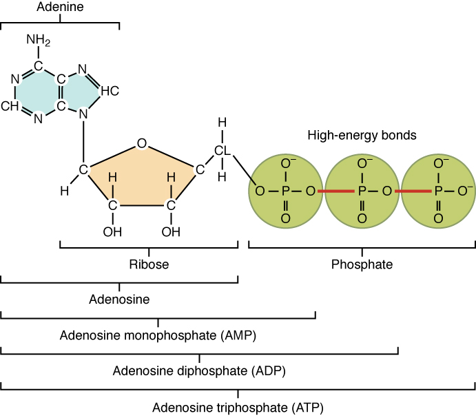 This figure shows the structure of ATP.