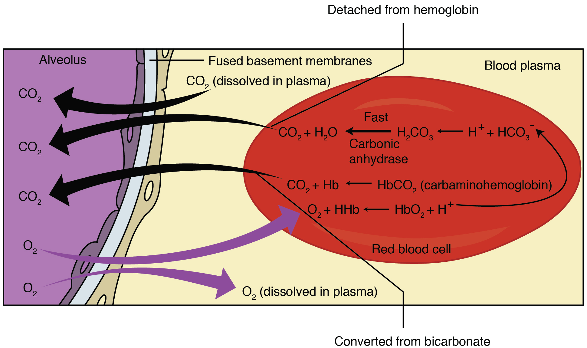 This figure shows the pathway in which external respiration takes place. The exchange of oxygen and carbon dioxide between the alveolus and blood plasma is detailed.